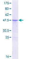 12.5% SDS-PAGE analysis of ab131791 stained with Coomassie Blue.