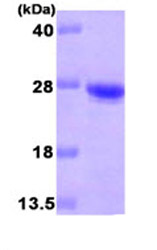 ab87691 on 15% SDS-PAGE (3µg)