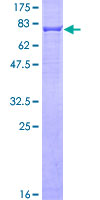 ab158802 on a 12.5% SDS-PAGE stained with Coomassie Blue.