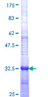 ab163469 on a 12.5% SDS-PAGE stained with Coomassie Blue.