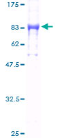 ab161385 on a 12.5% SDS-PAGE stained with Coomassie Blue.