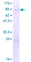 ab163225 on a 12.5% SDS-PAGE stained with Coomassie Blue.