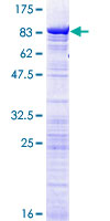 ab162802 on a 12.5% SDS-PAGE stained with Coomassie Blue.
