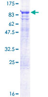 ab164403 on a 12.5% SDS-PAGE stained with Coomassie Blue.