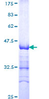 ab153404 on a 12.5% SDS-PAGE stained with Coomassie Blue.