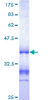 ab159968 on a 12.5% SDS-PAGE stained with Coomassie Blue.