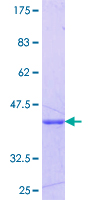 ab163209 on a 12.5% SDS-PAGE stained with Coomassie Blue.