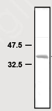 SDS-PAGE showing ab84342 at approximately 38kDa (1µg).