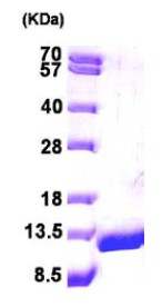 15% SDS-PAGE analysis of ab95485 (3ug)