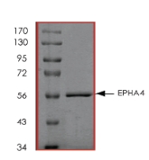 Purity of Eph receptor A4 was determined to be >90% by densitometry. approx, MW 58kDa.