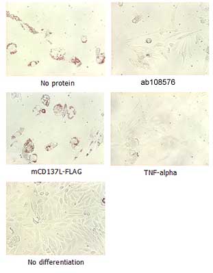 Adipogenesis inhibition of MSCs. MSCs (Mesenchymal stem cells) were maintained in DMEM, supplemented with 10% fetal bovine serum, penicilin-streptomycin and glutamine. For differentiation of MSCs, MSCs were cultured in adipogenic medium which was growth medium supplemented with 1µM Dexamethasone, 0.5mM IBMX, 10µg/m lnsulin, 100µM Indomethacin (day 1). Medium was changed every 3 days. Staining with Oil Red O was typically performed on day 30. For negative controls, TNF-alpha (20ng/ml) was added. To immobilize Notch ligands on the plastic surface of the culture plates, plates were first incubated with a solution of anti-FLAG® antibody (10µg/ml) in PBS for 30 mins at 37°C. Coated plates were blocked with growth medium for at least 30mins, incubated with solution of ab108576 (5µg/ml) or mCD137L-FLAG® (5µg/ml) in growth medium for 2 hours at 37°C. Plates were then used to differentiate MSCs.