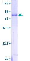ab163803 on a 12.5% SDS-PAGE stained with Coomassie Blue.