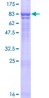 ab163194 on a 12.5% SDS-PAGE stained with Coomassie Blue.