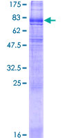 12.5% SDS-PAGE analysis of ab152684 stained with Coomassie Blue.