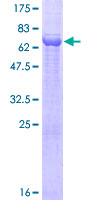 ab163799 on a 12.5% SDS-PAGE stained with Coomassie Blue.