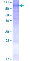 ab166130 on a 12.5% SDS-PAGE stained with Coomassie Blue.