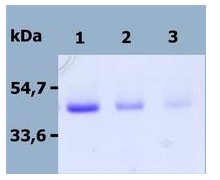 SDS Page analysis of ab56518; 12% separating gel; reducing conditions. Lane 1: 2 µg, Lane 2: 1 µg, Lane 3: 0.5 µg. Staining with Coomasie Blue.