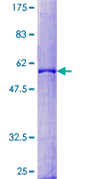 12.5% SDS-PAGE stained with Coomassie Blue, showing ab132063 at approximately 54.8 kDa.