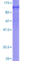 12.5% SDS-PAGE showing ab114197 at approximately 95.96kDa stained with Coomassie Blue.