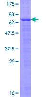 ab163715 on a 12.5% SDS-PAGE stained with Coomassie Blue.