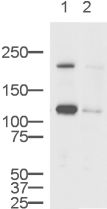 All lanes : Anti-EEA1 antibody - Early Endosome Marker ( ab2900 ) at 1/500 dilution Lane 1 : HEK293 Whole Cell lysate Lane 2 : HEK293 Whole Cell lysate with Human EEA1 peptide (ab14946) at 1 µg Lysates/proteins at 20 µg per lane. Secondary Goat Anti-Rabbit IgG H&L (HRP) ( ab6721 ) at 1/5000 dilution Performed under reducing conditions. Predicted band size : 160 kDa Observed band size : 180 kDa ( why is the actual band size different from the predicted? )