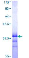 ab162329 on a 12.5% SDS-PAGE stained with Coomassie Blue.