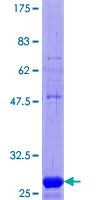 ab162328 on a 12.5% SDS-PAGE stained with Coomassie Blue.