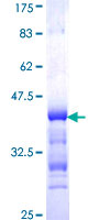 ab163380 on a 12.5% SDS-PAGE stained with Coomassie Blue.