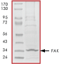 ab60852 on SDS-PAGE, MW ~35 kDa.