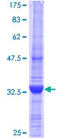 ab164105 on a 12.5% SDS-PAGE stained with Coomassie Blue.