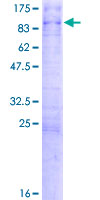 ab159644 on a 12.5% SDS-PAGE stained with Coomassie Blue.