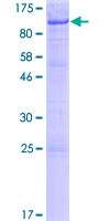 ab165544 on a 12.5% SDS-PAGE stained with Coomassie Blue.