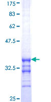 12.5% SDS-PAGE showing ab114239 at approximately 32.56kDa stained with Coomassie Blue.