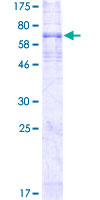12.5% SDS-PAGE analysis of ab152358 stained with Coomassie Blue.