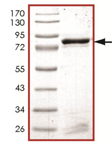 SDS Page analysis of ab125601