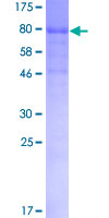 12.5% SDS-PAGE analysis of ab131833 stained with Coomassie Blue.