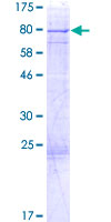 ab162865 on a 12.5% SDS-PAGE stained with Coomassie Blue.