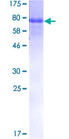 ab162850 on a 12.5% SDS-PAGE stained with Coomassie Blue.