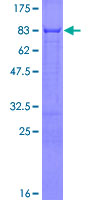 ab162719 on a 12.5% SDS-PAGE stained with Coomassie Blue.