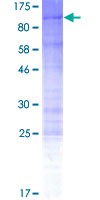 ab165689 on a 12.5% SDS-PAGE stained with Coomassie Blue.