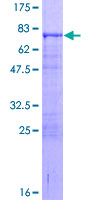 ab158387 on a 12.5% SDS-PAGE stained with Coomassie Blue.