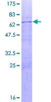 ab162580 on a 12.5% SDS-PAGE stained with Coomassie Blue.