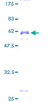 ab162391 on a 12.5% SDS-PAGE stained with Coomassie Blue.