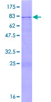 ab165703 on a 12.5% SDS-PAGE stained with Coomassie Blue.