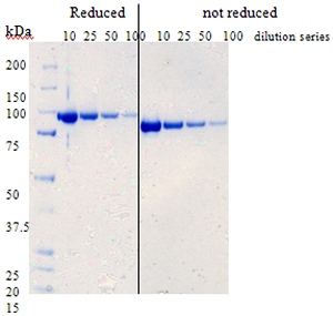 NuPage analysis of purified factor B at 4 dilutions under non-reducing and reducing conditions.