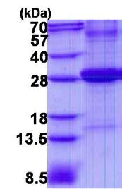 15% SDS-PAGE analysis of 3 µg ab139231.
