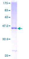 12.5% SDS-PAGE stained with Coomassie Blue showing ab131758.