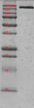 SDS-PAGE analysis of ab167814.