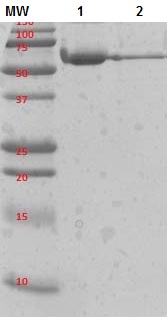 SDS-PAGE analysis of ab168714.