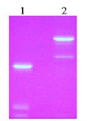 10% SDS-PAGE UV Light table Lane 1: Factor IXa (5 ug) Reduced Lane 2: Factor IXa (5 ug) Non-reduced
